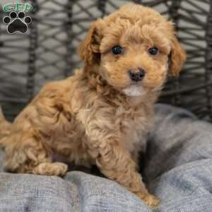 Stella, Cockapoo Puppy