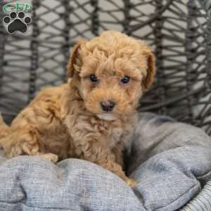 Stella, Cockapoo Puppy