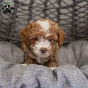 Nala, Cockapoo Puppy