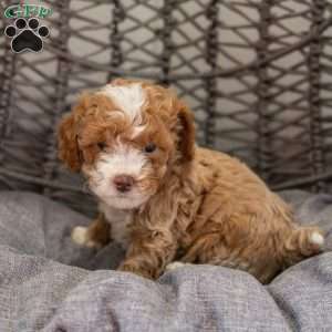 Nala, Cockapoo Puppy