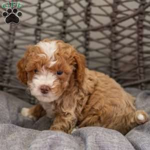 Nala, Cockapoo Puppy