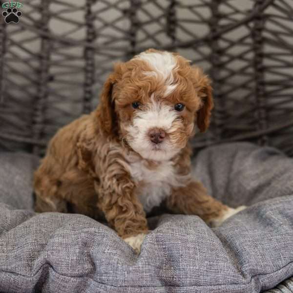 Nala, Cockapoo Puppy