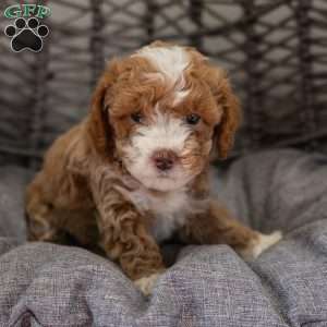 Nala, Cockapoo Puppy