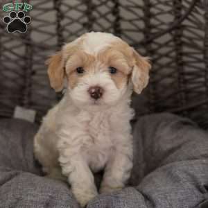 Bella, Cockapoo Puppy