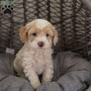 Bella, Cockapoo Puppy