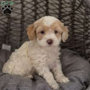 Bella, Cockapoo Puppy
