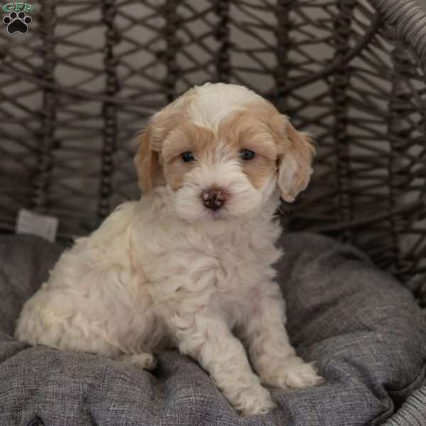 Bella, Cockapoo Puppy