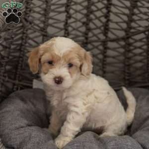 Bella, Cockapoo Puppy