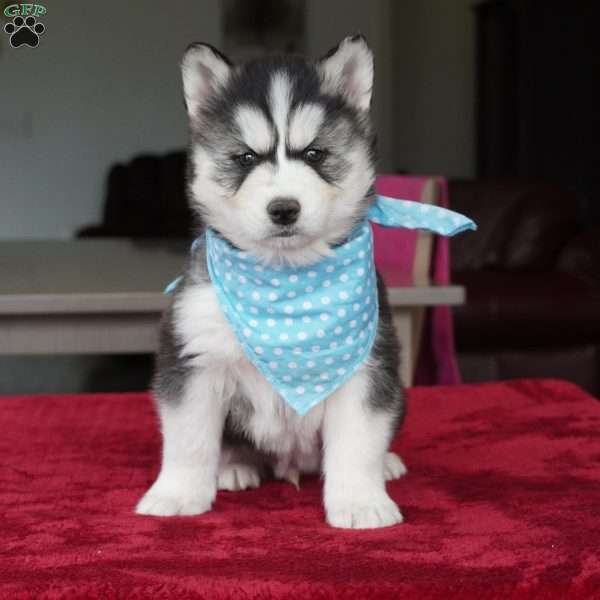 Bear, Siberian Husky Puppy
