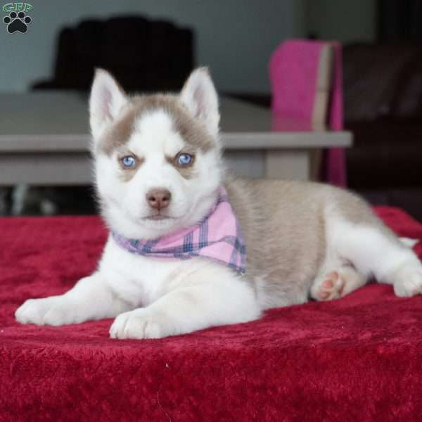 Willow, Siberian Husky Puppy