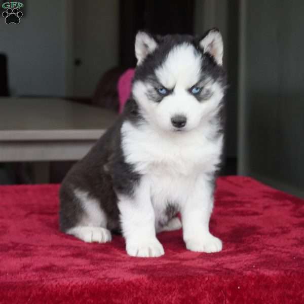 Rocky, Siberian Husky Puppy