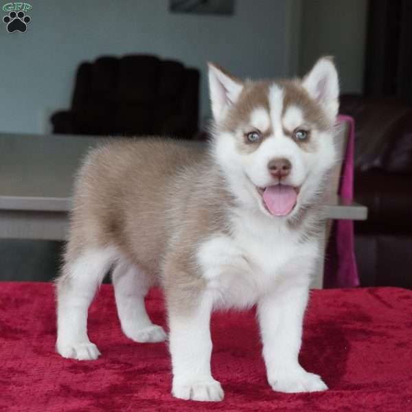 Rambo, Siberian Husky Puppy