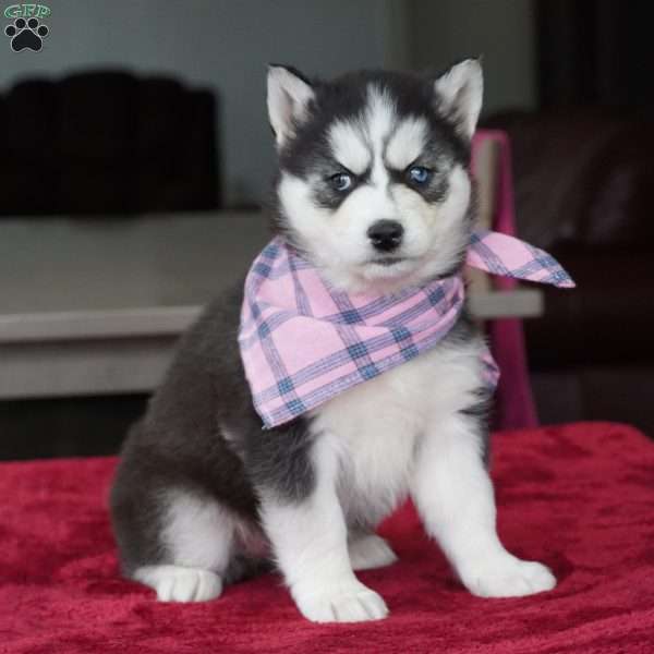 Daisy, Siberian Husky Puppy