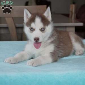 Champ, Siberian Husky Puppy