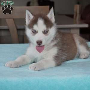 Champ, Siberian Husky Puppy