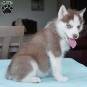Champ, Siberian Husky Puppy