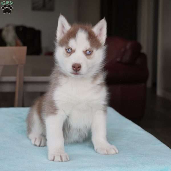 Champ, Siberian Husky Puppy