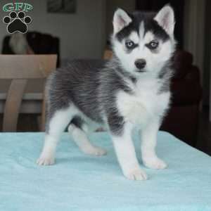 Roxy, Siberian Husky Puppy