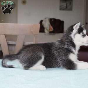 Roxy, Siberian Husky Puppy