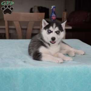 Roxy, Siberian Husky Puppy