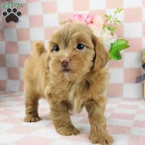Casper, Lhasa-Poo Puppy