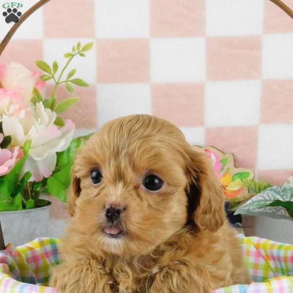 Chuckle, Lhasa-Poo Puppy
