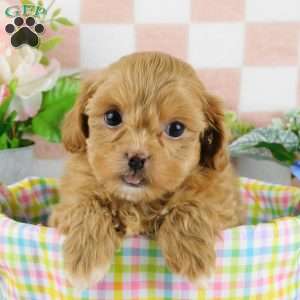 Chuckle, Lhasa-Poo Puppy