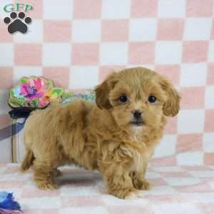 Chuckle, Lhasa-Poo Puppy