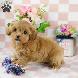 Chuckle, Lhasa-Poo Puppy