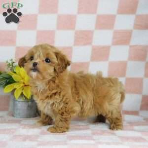 Chuckle, Lhasa-Poo Puppy