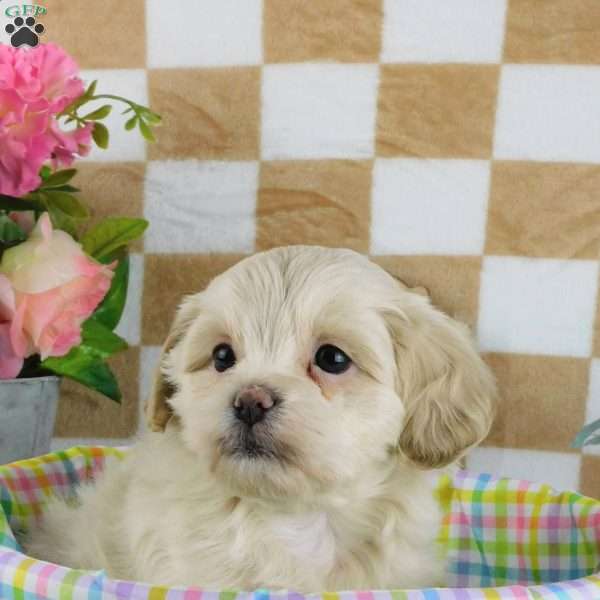 Chester, Lhasa-Poo Puppy