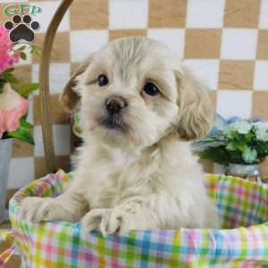 Chester, Lhasa-Poo Puppy