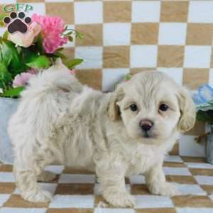 Chester, Lhasa-Poo Puppy