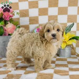 Claudia, Lhasa-Poo Puppy
