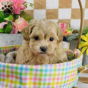 Claudia, Lhasa-Poo Puppy