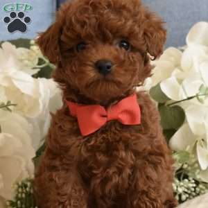 Apollo, Toy Poodle Puppy