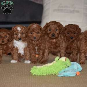 Maggie, Cavapoo Puppy