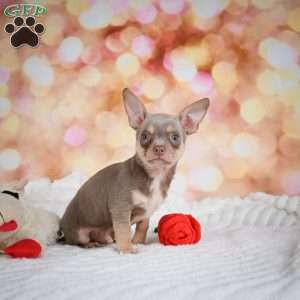 Maxxy, Chihuahua Puppy