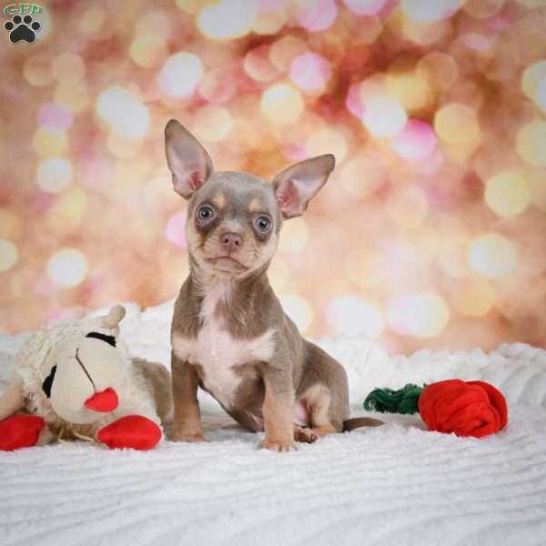 Maxxy, Chihuahua Puppy