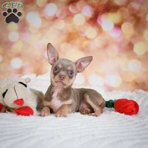 Maxxy, Chihuahua Puppy