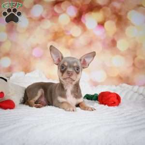 Maxxy, Chihuahua Puppy