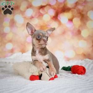 Maxxy, Chihuahua Puppy