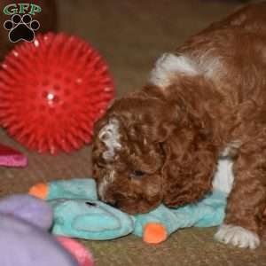 Milan, Cavapoo Puppy