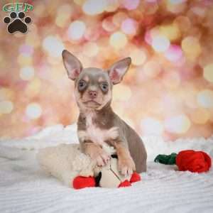 Maxxy, Chihuahua Puppy