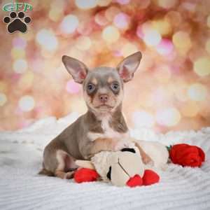 Maxxy, Chihuahua Puppy