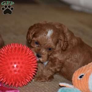 Missy, Cavapoo Puppy