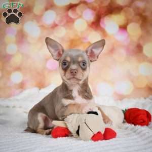 Maxxy, Chihuahua Puppy