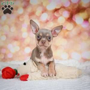 Maxxy, Chihuahua Puppy