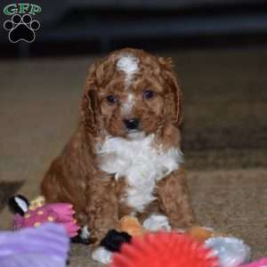 Milan, Cavapoo Puppy