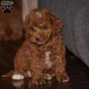 Merci, Cavapoo Puppy